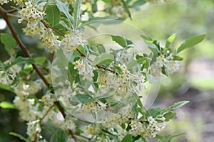 Cherry silverberry Elaeagnus multiflora a flowering bush photo